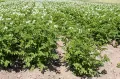 Цветущий картофель (Solanum tuberosum)