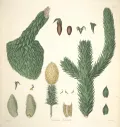 Араукария арауканская (Araucaria araucana). Ботаническая иллюстрация