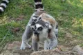 Кошачий лемур (Lemur catta) с детёнышами