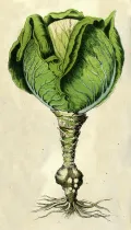 Капуста белокочанная (Brassica oleracea var. сapitata). Ботаническая иллюстрация