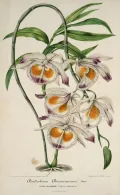 Дендробиум девонский (Dendrobium devonianum). Ботаническая иллюстрация