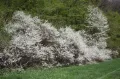 Цветение сливы колючей (Prunus spinosa)
