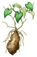 Ямс крылатый (Dioscoreaceae ala­ta)