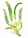 Астрагал кунгурский (Astragalus kungurensis) 