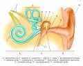 Схема строения уха человека