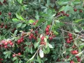 Вишня степная (Prunus fruticosa). Плоды