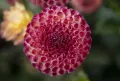 Георгин культурный (Dahlia × cultorum). Сорт 'Burlesca'
