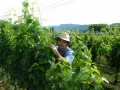 Проведение фитосанитарного мониторинга на винограднике (учёты вредителей и болезней визуальным методом)