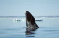 Гренландский кит (Balaena mysticetus)