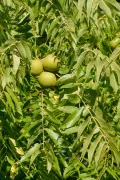 Орех серый (Juglans cinerea). Плоды