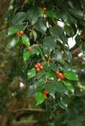 Фикус Бенджамина (Ficus benjamina). Ветвь с плодами