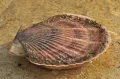 Морской гребешок (Pectinidae)