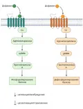 Процессы, запускаемые дофамином внутри клетки при связывании со специфическими рецепторами
