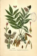 Ясень обыкновенный (Fraxinus excelsior). Ботаническая иллюстрация