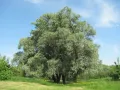 Ива белая (Salix alba)