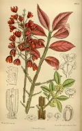 Бересклет крылатый (Euonymus alatus). Ботаническая иллюстрация