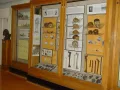 Экспозиция Музея антропологии в 1962–2006. Отдел, посвящённый архантропам