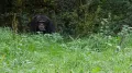 Обыкновенный шимпанзе (Pan troglodytes) в движении