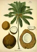 Кокосовая пальма (Cocos nucifera). Ботаническая иллюстрация
