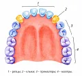 Постоянные зубы верхней и нижней челюстей человека