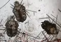 Клещи рода Cheyletiella в соскобе кожи собаки