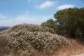 Эриогонум метельчатый (Eriogonum fasciculatum)