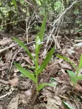 Пыльцеголовник длинноприцветниковый (Cephalanthera longibracteata)  