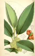 Падуб широколистный (Ilex latifolia). Ботаническая иллюстрация
