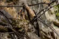 Исполинский колибри (Patagona gigas) с птенцами