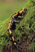 Огненная саламандра (Salamandra salamandra)