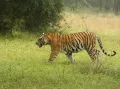 Тигр в национальном парке Бандхавгар. Бенгальская популяция (Panthera tigris tigris) (Индия)