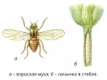 Зеленоглазка (Chlorops pumilionis). Фазы развития