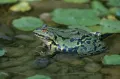 Съедобная лягушка (Rana esculenta)