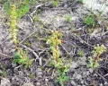 Полынь топяная (Artemisia limosa)