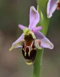 Офрис оводоносная (Ophrys oestrifera). Цветок