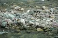 Аллювий горной реки. Ручей Свифткаррент, окрестности национального парка Глейшер (штат Монтана, США)