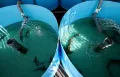 Осётры в бассейнах исследовательского центра аквакультуры Новосибирского государственного аграрного университета
