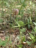 Рябчик дагана (Fritillaria dagana)