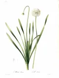 Лук-слизун (Allium nutans). Ботаническая иллюстрация