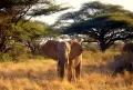 Африканский слон в саванне (Кения)