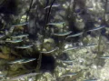 Балтийская песчанка (Ammodytes tobianus). Общий вид