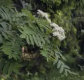 Рябина обыкновенная (Sorbus aucuparia). Соцветие и листья