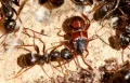 Жук-стафилинида (Lomechusa emarginata) в окружении муравьёв