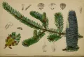 Пихта бальзамическая (Abies balsamea). Ботаническая иллюстрация