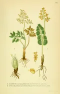 Гроздовник (Botrychium). Ботаническая иллюстрация