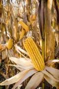 Спелый початок кукурузы