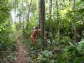Мужчины ваура валят деревья для новой плантации. Парк коренных народов Шингу, община Пиюлага (Бразилия). 2011 / Чагра м