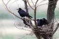 Грачи (Corvus frugilegus). Гнездо