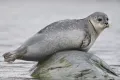 Обыкновенный тюлень (Phoca vitulina)