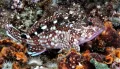 Мраморный морской окунёк (Sebastiscus marmoratus)
